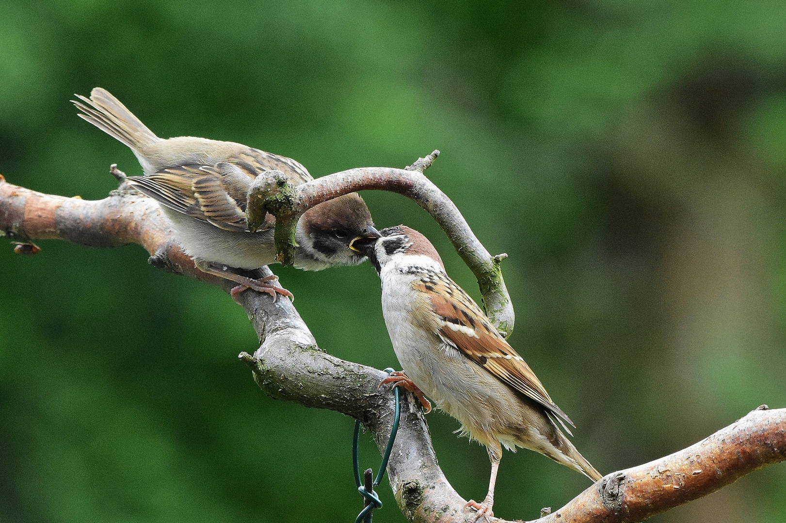 Feldsperling , Passer montanus