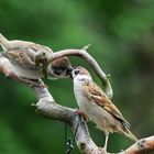 Feldsperling , Passer montanus