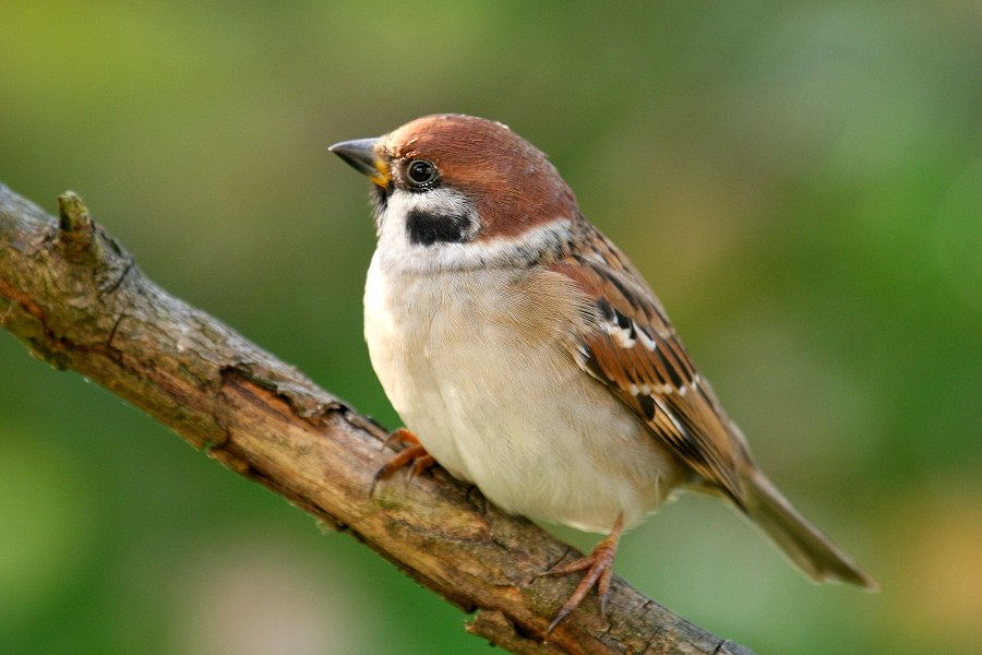 Feldsperling - Passer montanus