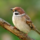 Feldsperling - Passer montanus