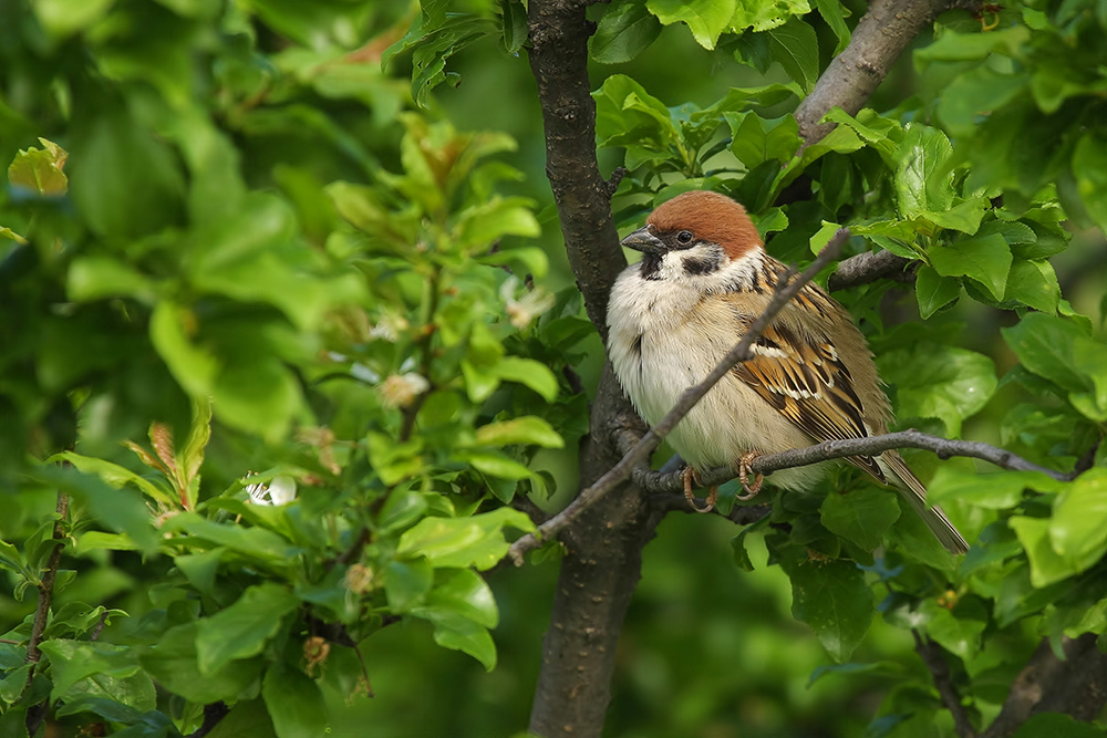 Feldsperling (Passer montanus)