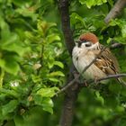 Feldsperling (Passer montanus)