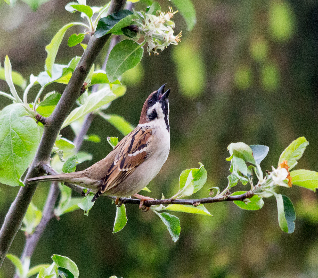 Feldsperling (Passer montanus)