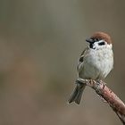 Feldsperling (Passer montanus)