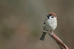 Feldsperling (Passer montanus)