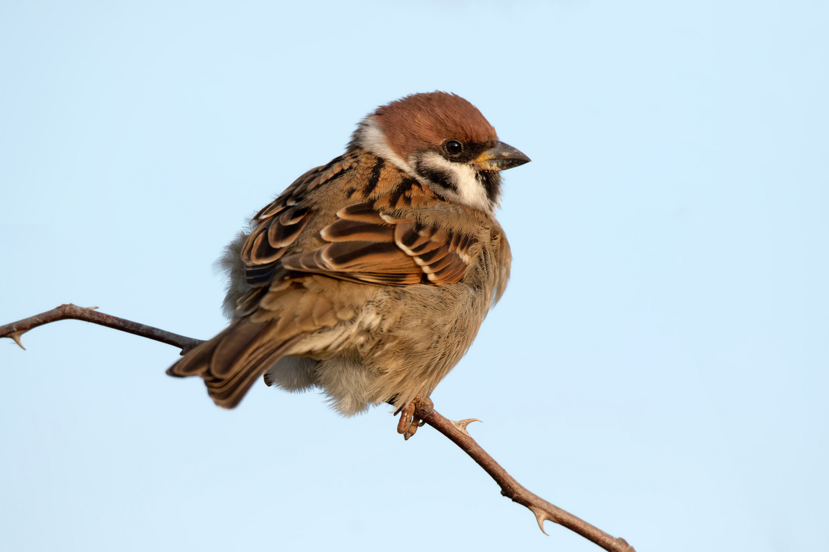 Feldsperling -  (Passer montanus)