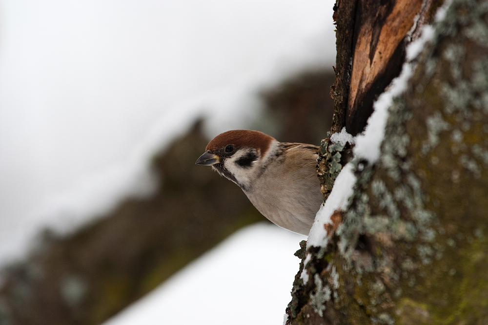 - Feldsperling (Passer montanus) -