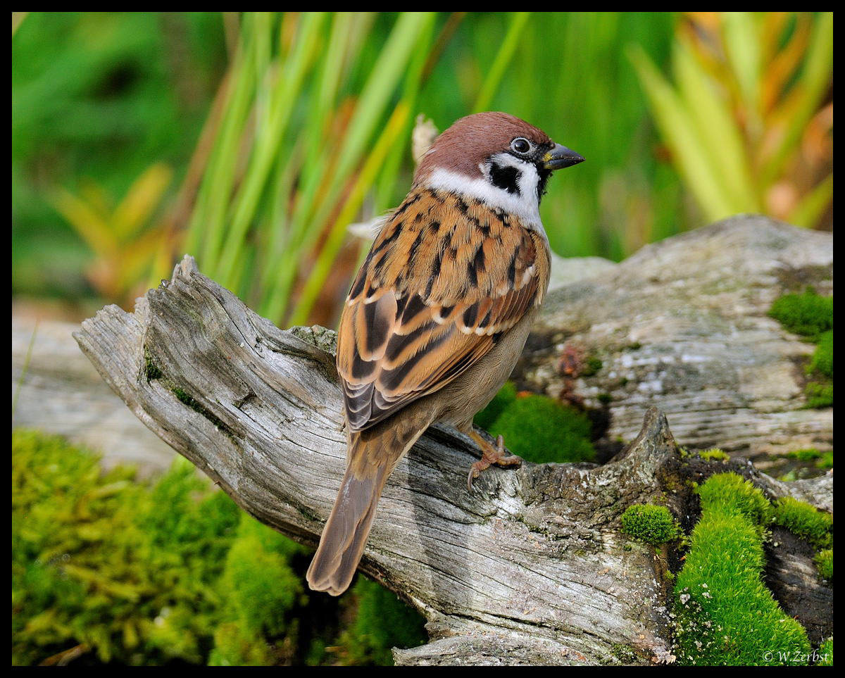 - Feldsperling - ( Passer montanus)