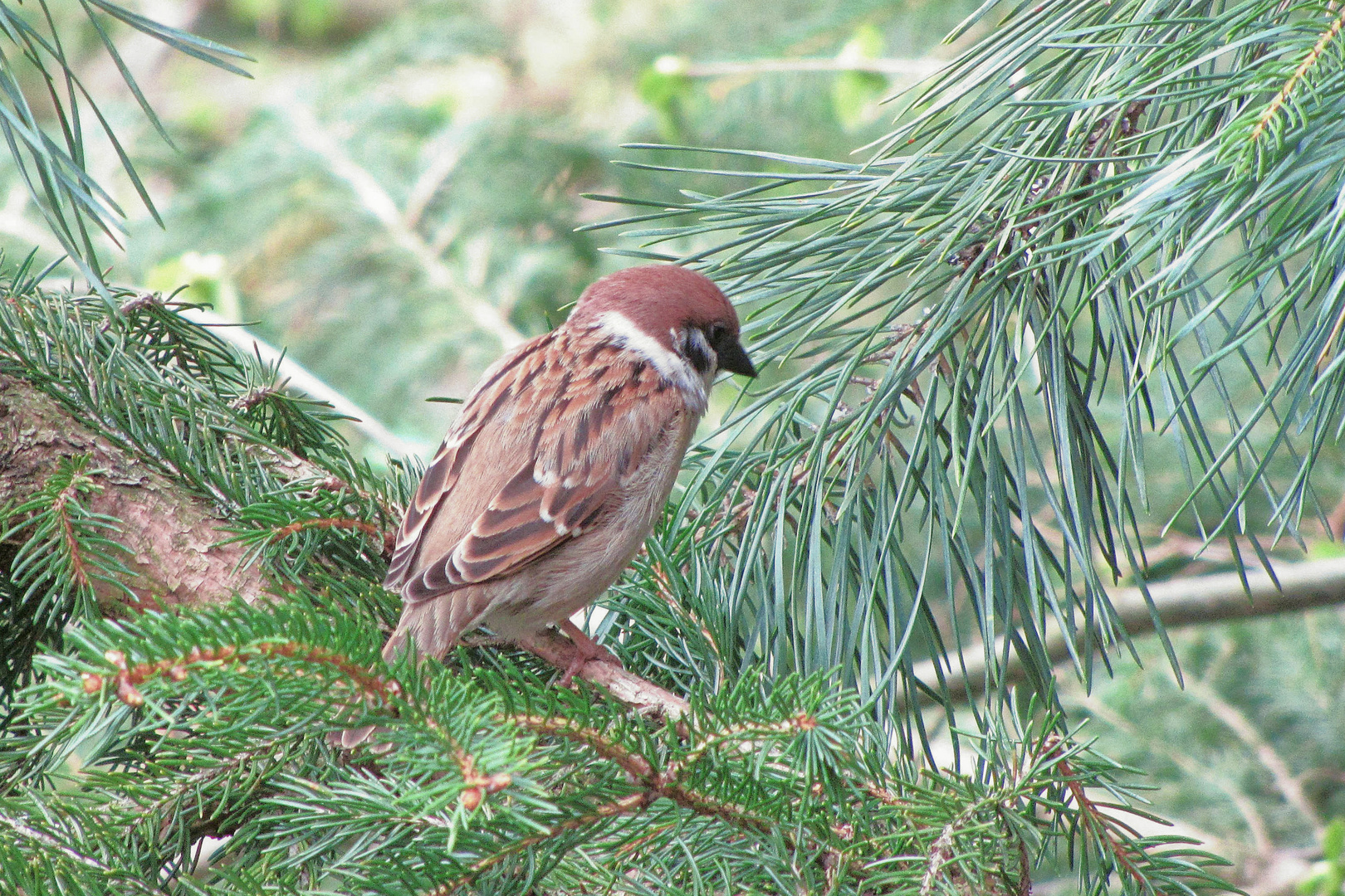 Feldsperling  (Passer montanus)