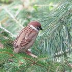 Feldsperling  (Passer montanus)