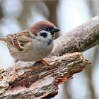 Feldsperling (Passer montanus)