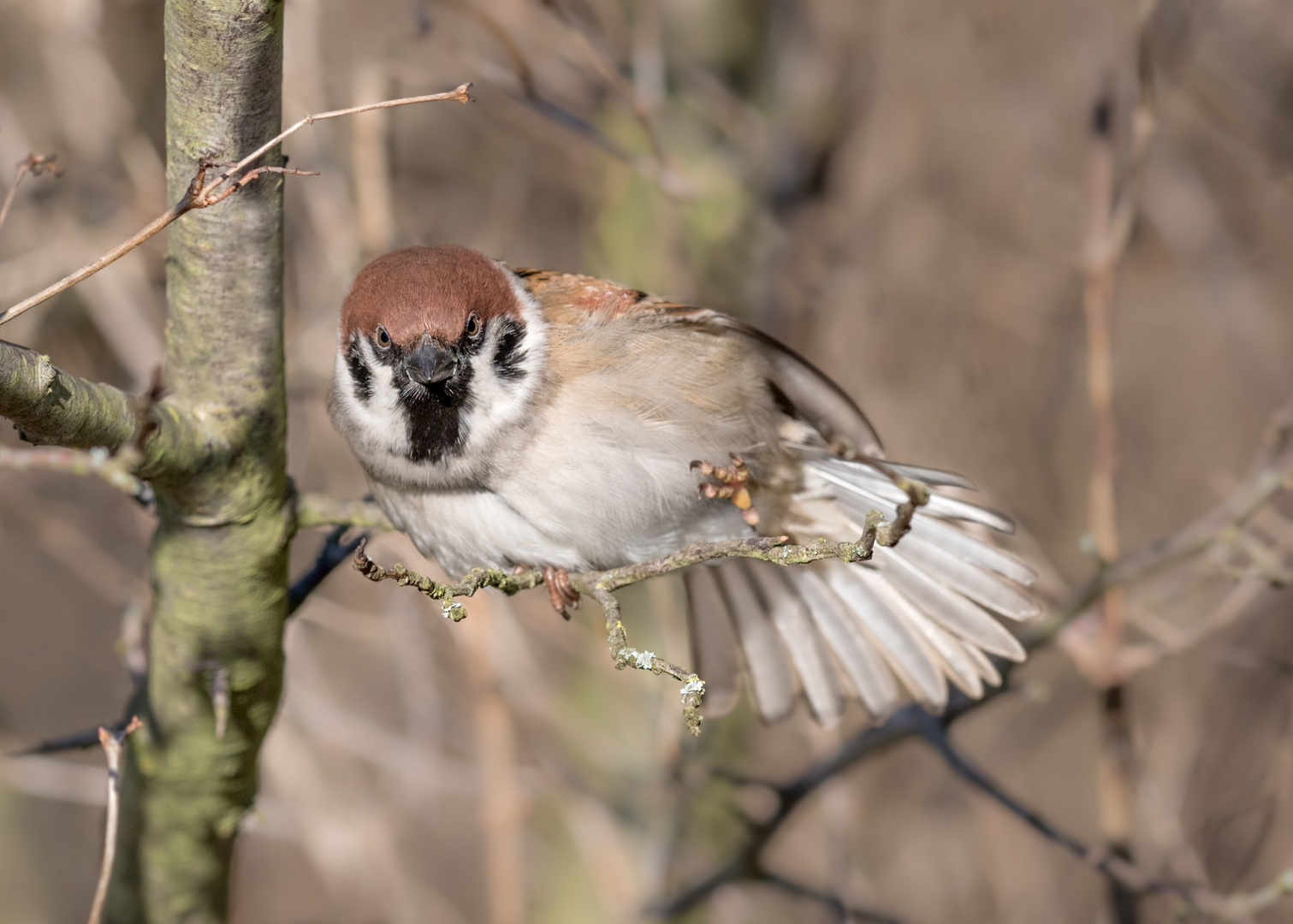 Feldsperling (Passer montanus)