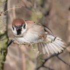 Feldsperling (Passer montanus)