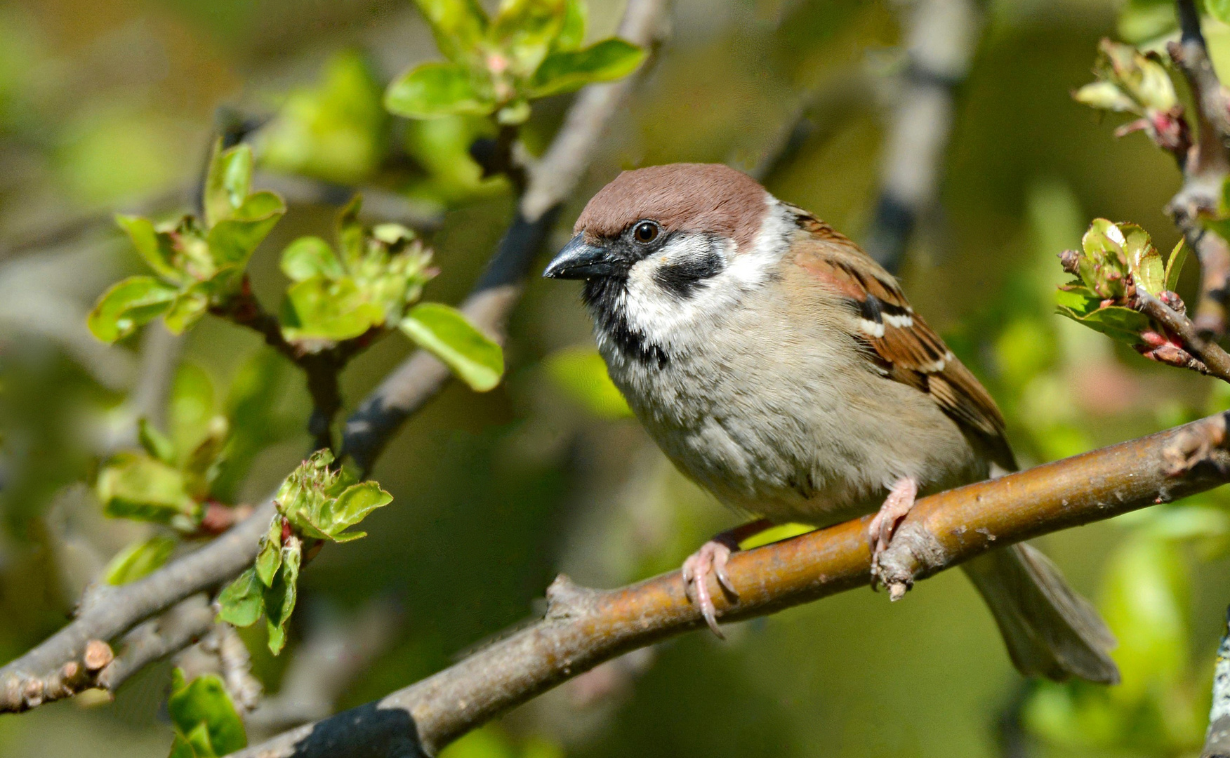 Feldsperling - (Passer montanus)