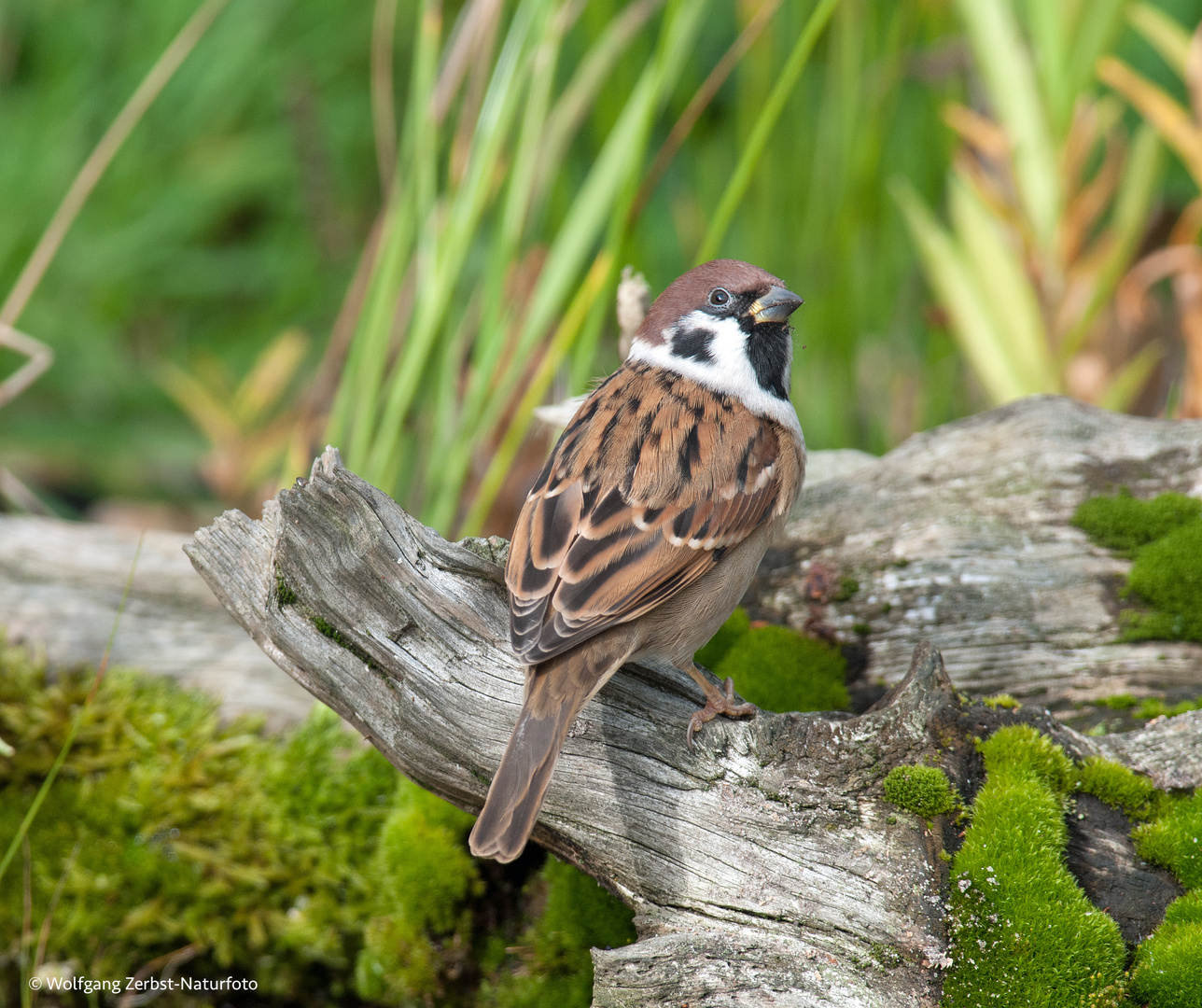 --- Feldsperling ---  ( Passer montanus )