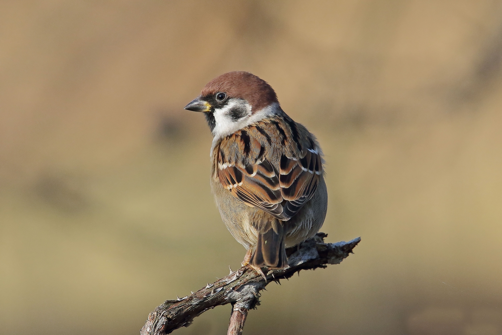 Feldsperling (Passer montanus)