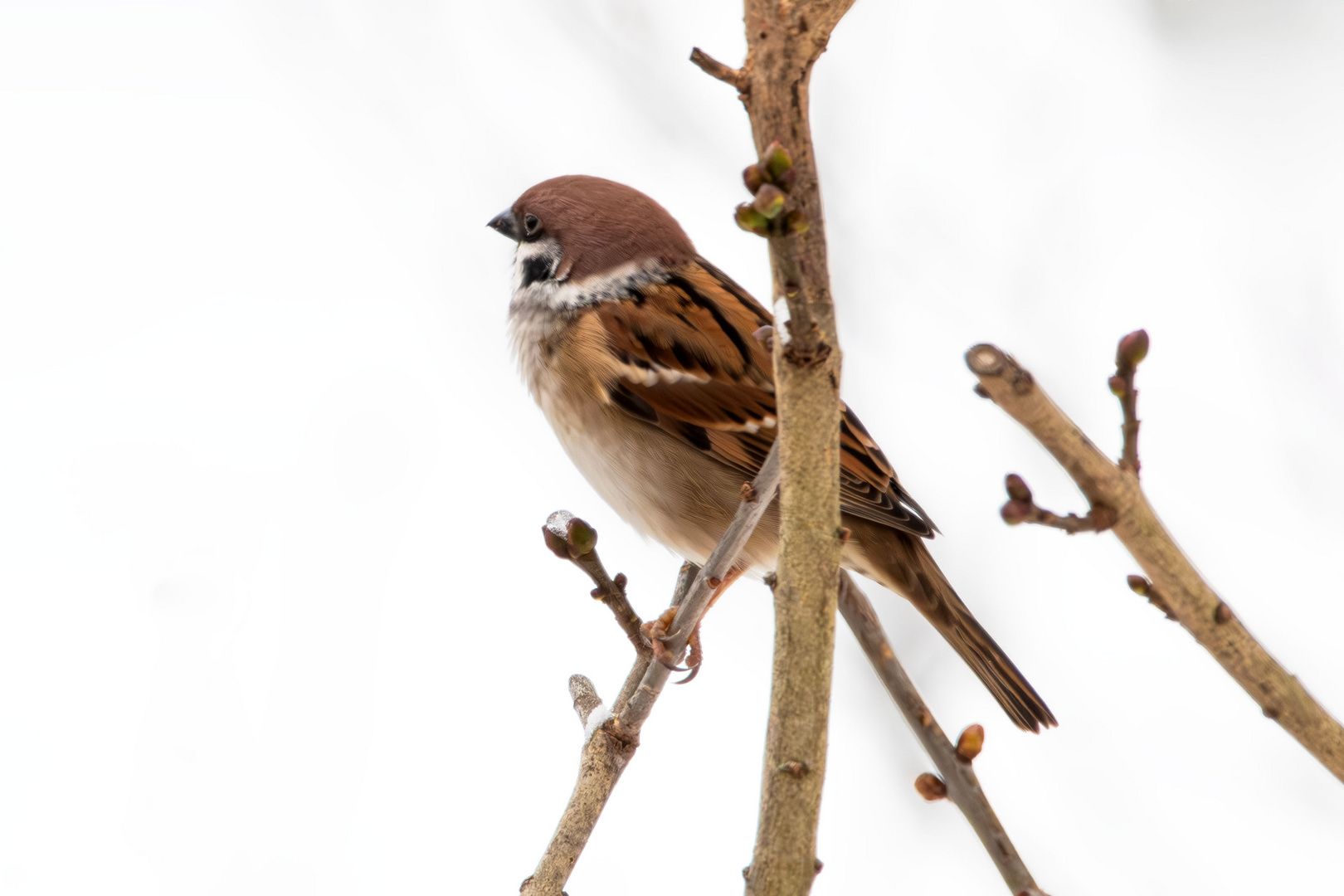 Feldsperling  (Passer montanus )