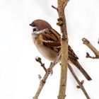 Feldsperling  (Passer montanus )