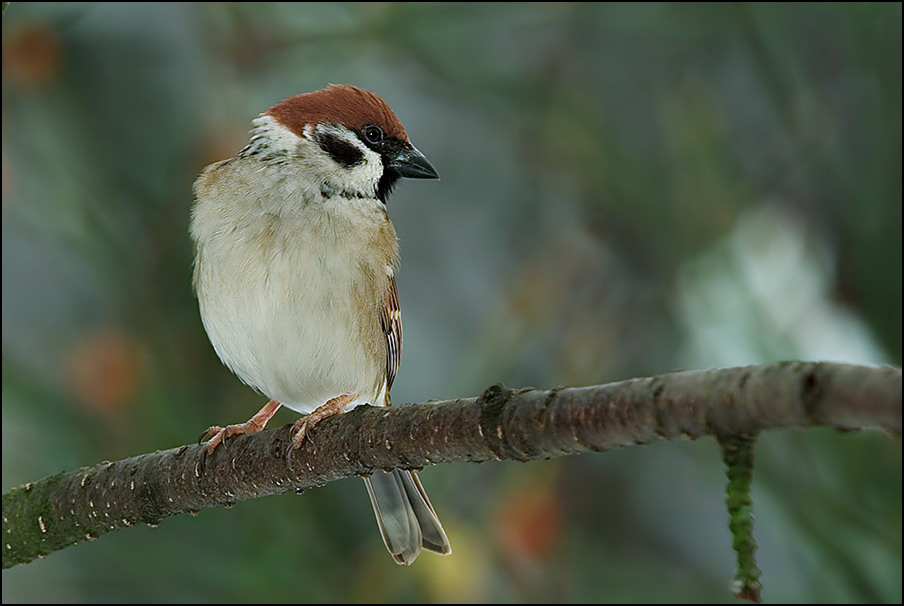 Feldsperling ( Passer montanus )