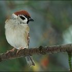 Feldsperling ( Passer montanus )