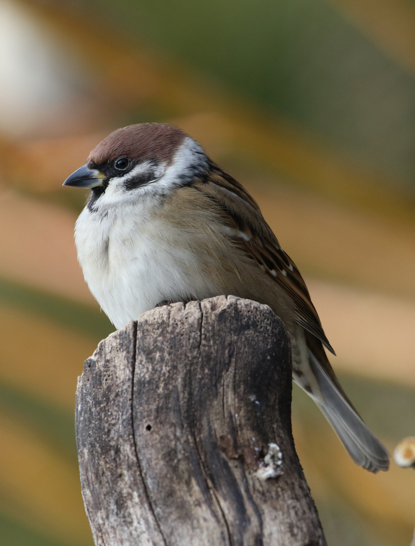 Feldsperling ( Passer montanus )