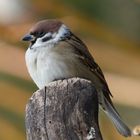 Feldsperling ( Passer montanus )