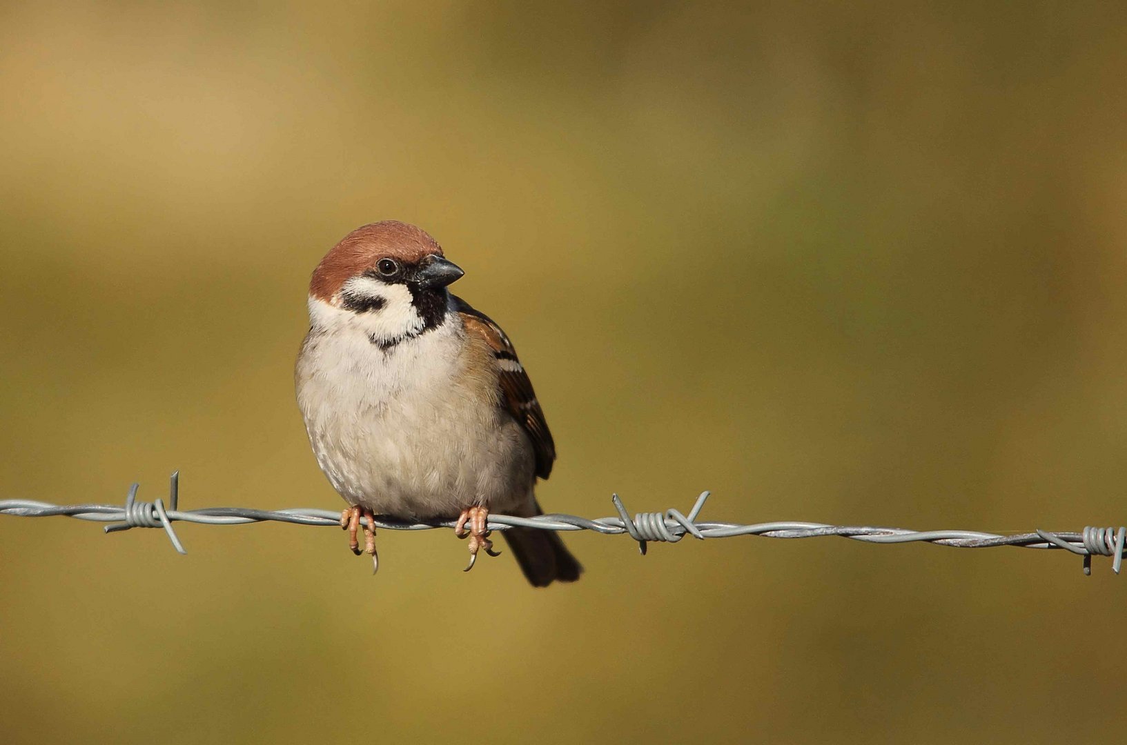 Feldsperling (Passer montanus)