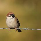 Feldsperling (Passer montanus)