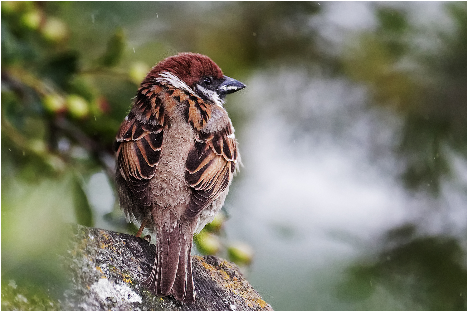 Feldsperling (Passer montanus)