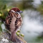 Feldsperling (Passer montanus)