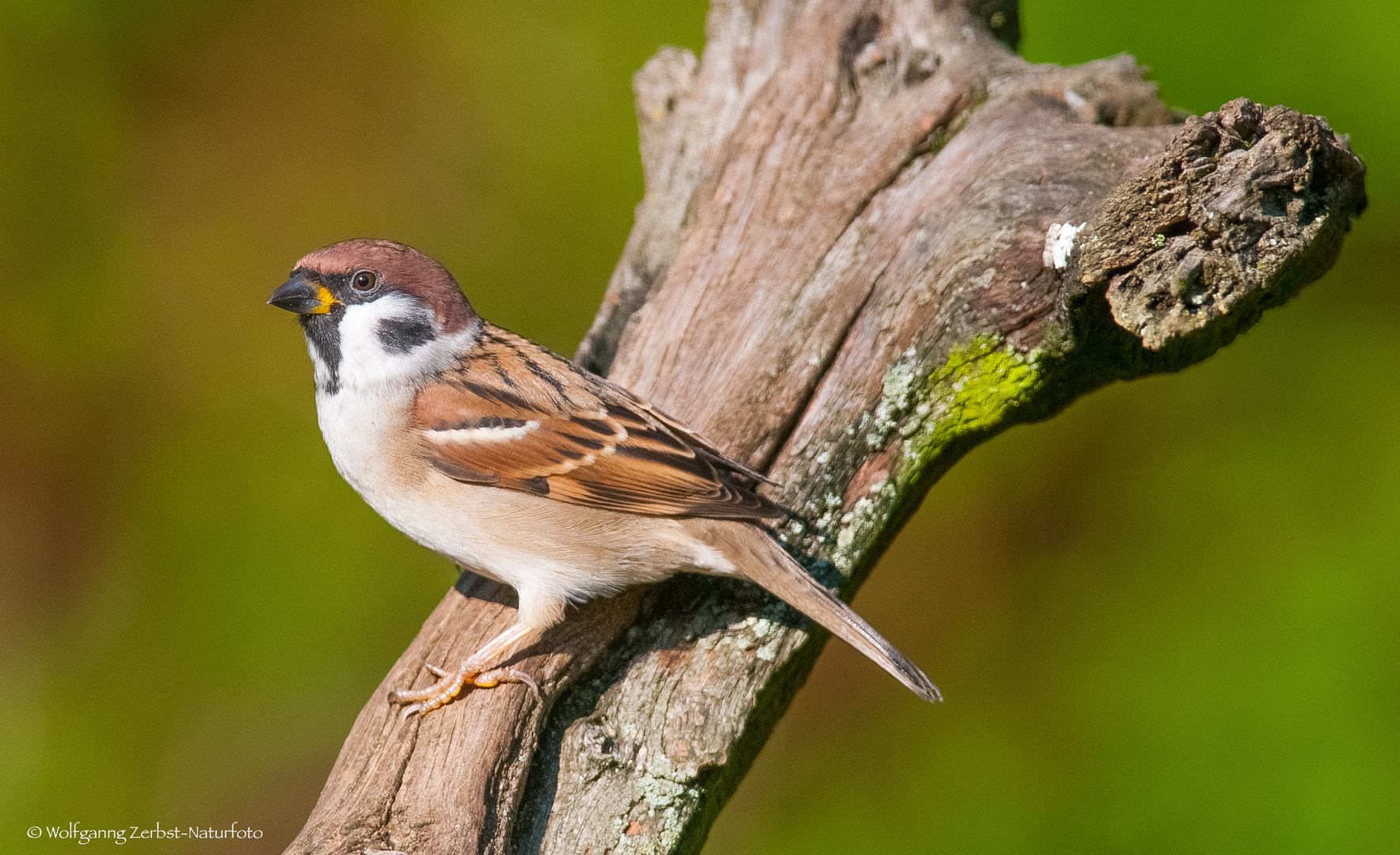 " Feldsperling "  ( Passer montanus )