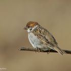  - FELDSPERLING - ( Passer montanus )