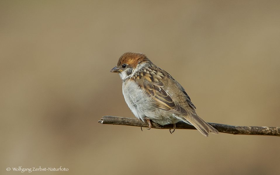 - FELDSPERLING - ( Passer montanus )