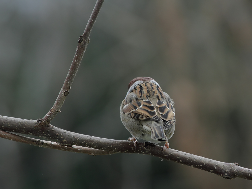 Feldsperling (Passer montanus) ein schöner Rücken.......