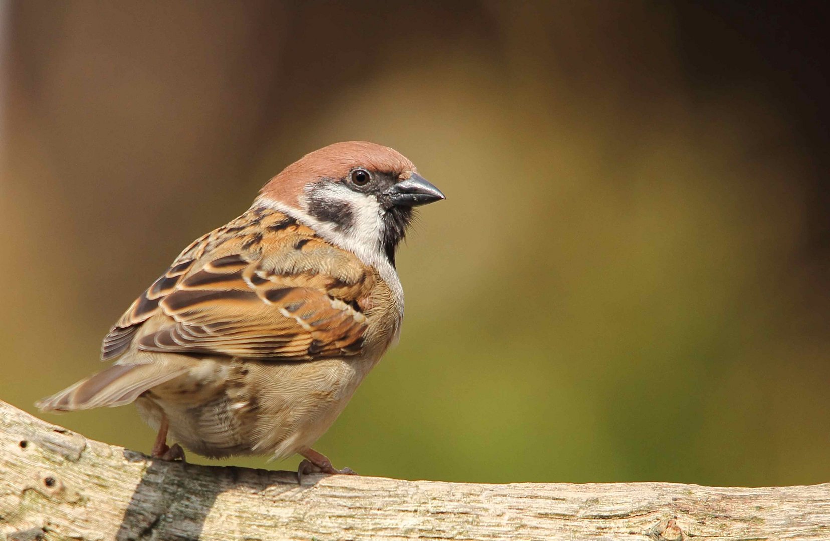 Feldsperling (Passer montanus)