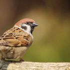 Feldsperling (Passer montanus)