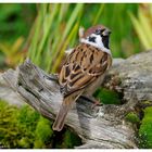 ---- Feldsperling ---     ( Passer montanus )