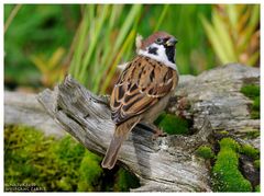 ---- Feldsperling ---     ( Passer montanus )