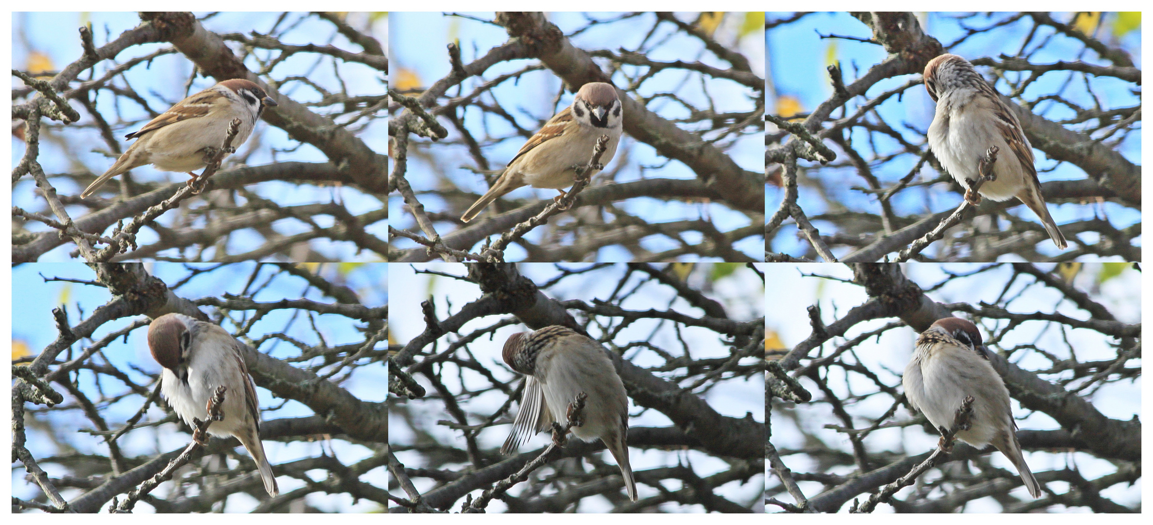 Feldsperling - Passer montanus - Gefiederpflege