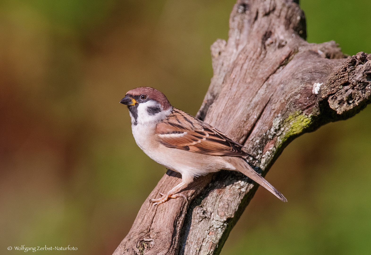  - FELDSPERLING -   ( Spatz )