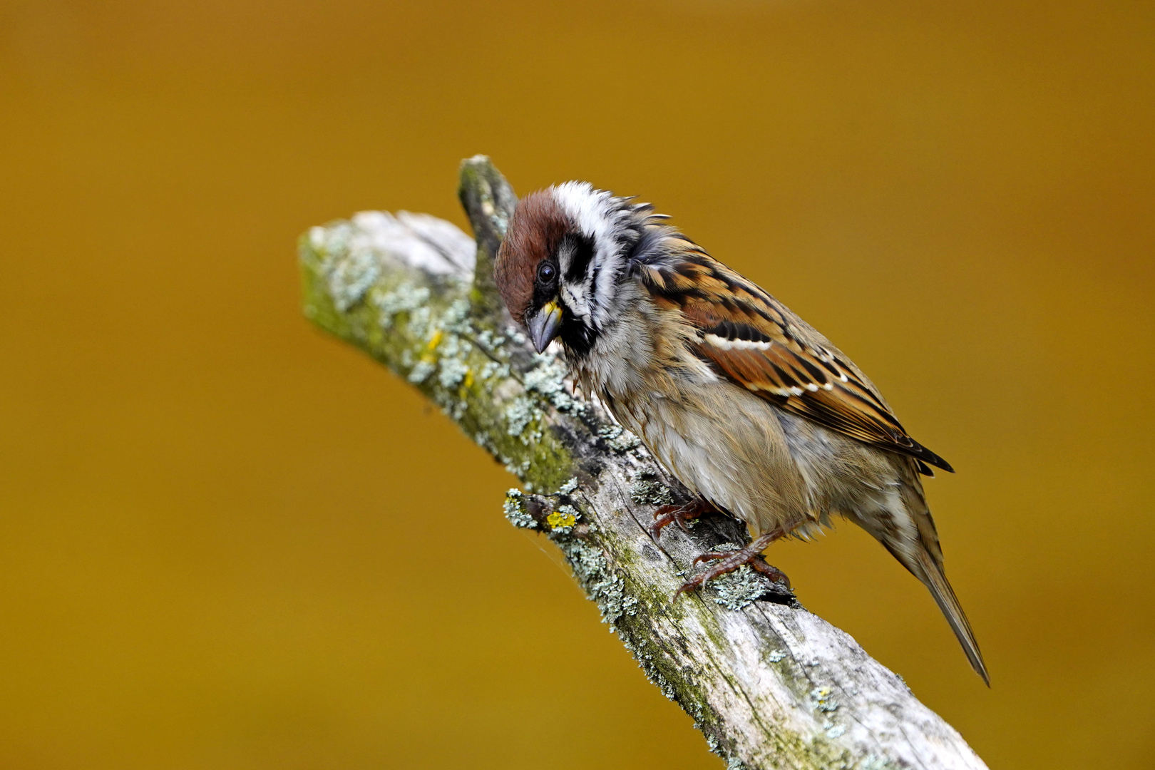 Feldsperling (Spatz)