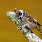 Feldsperling (Spatz)