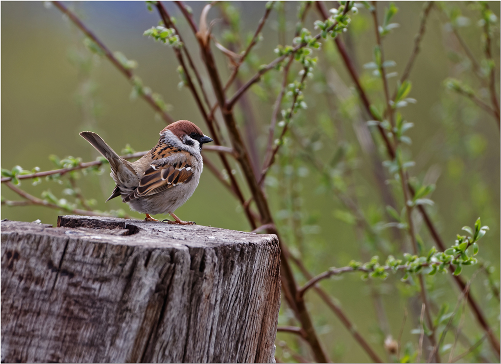 Feldsperling (Tree Sparrow)