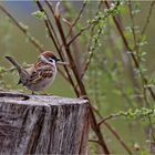 Feldsperling (Tree Sparrow)