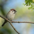 Feldsperling: Zurück vom Bio – Baumarkt 01