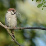 Feldsperling: Zurück vom Bio – Baumarkt 05