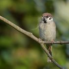 Feldsperling: Zurück vom Bio – Baumarkt 07