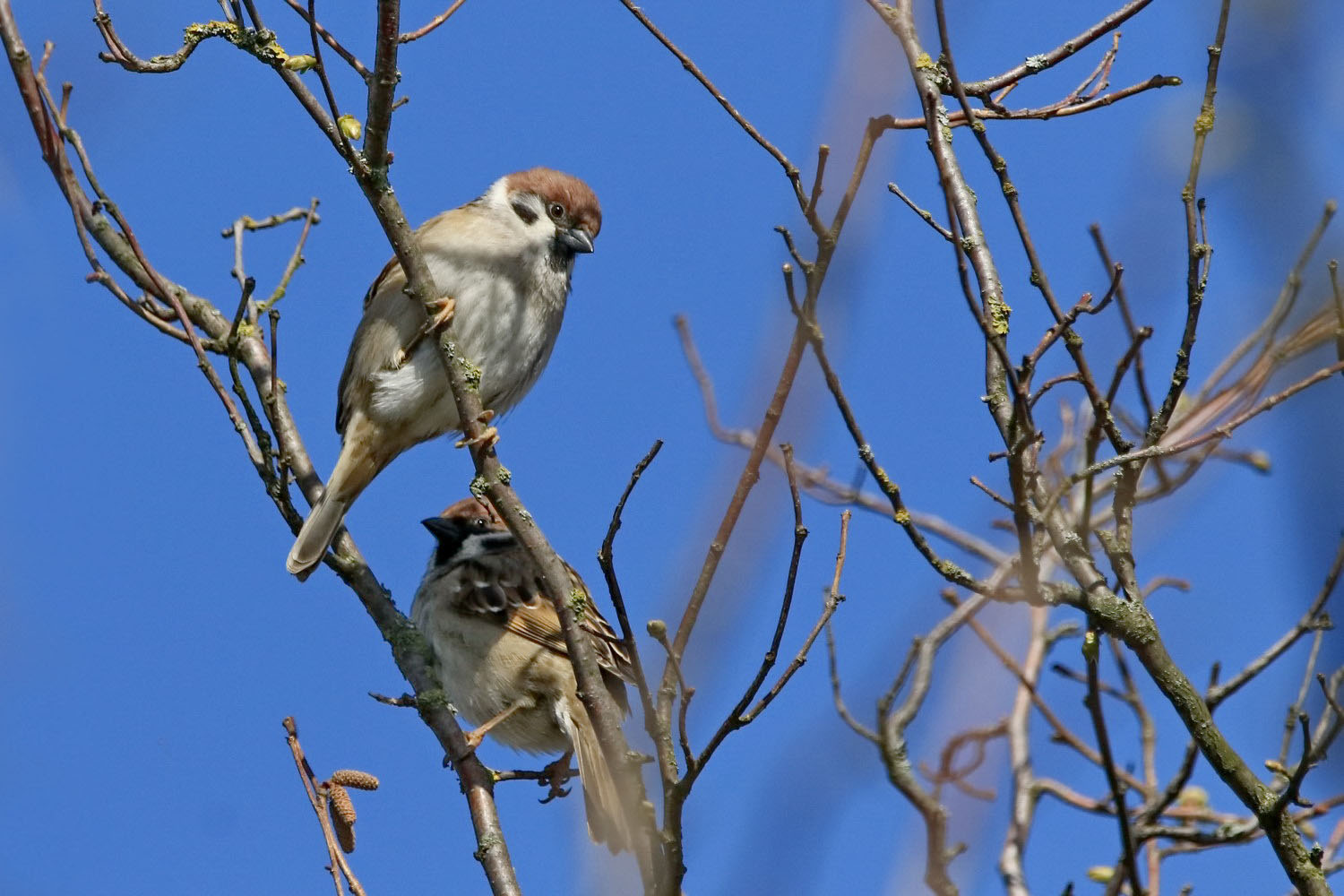 Feldsperlinge