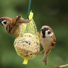 Feldsperlinge am Meisenknödel