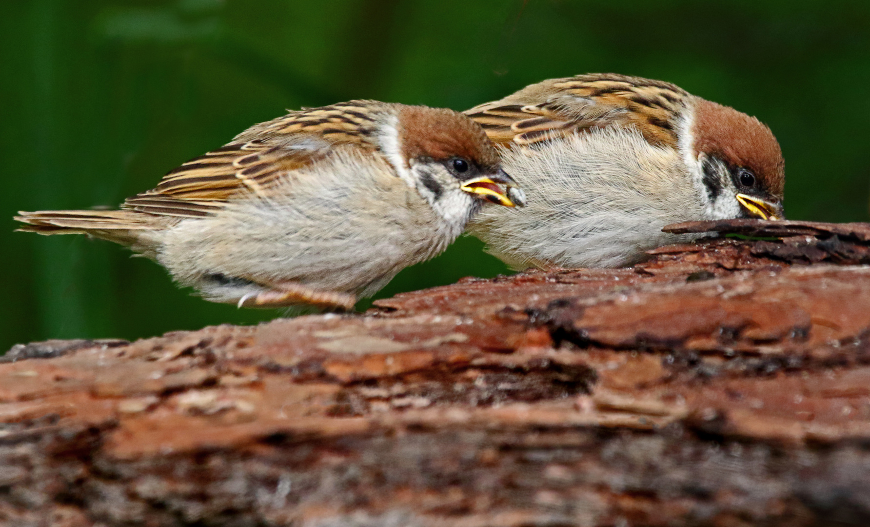 "FELDSPERLINGE - JUNGVÖGEL"